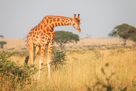 Rothschild's giraffe (Giraffa camelopardalis rothschildi) in the Murchison Falls National Park, Ugandaの写真素材