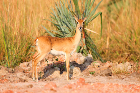 Oribi antelope (Ourebia ourebi) in the Murchison Falls National Park, Ugandaの写真素材