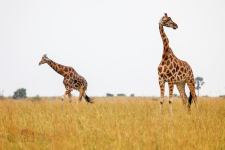 Rothschild's giraffes (Giraffa camelopardalis rothschildi) in the Murchison Falls National Park, Ugandaの写真素材