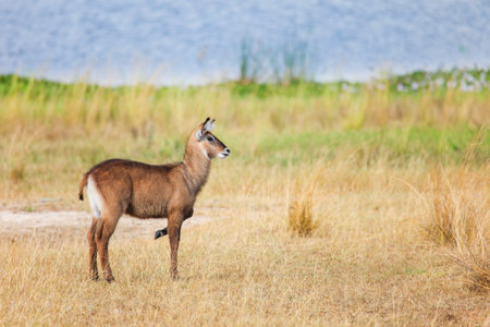 Defassa waterbuck (Kobus ellipsiprymnus defassa) calf in the Murchison Falls National Park, Ugandaの写真素材