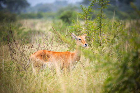 Ugandan kob (Kobus kob thomasi) in the bushes in the Murchison Falls National Park, Ugandaの写真素材