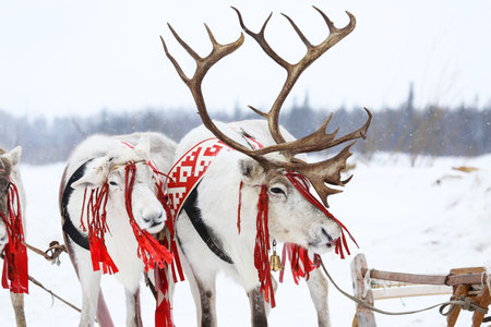 Domestic reindeer with a red ribbons in a snow covered tundra of the Yamal peninsulaの写真素材