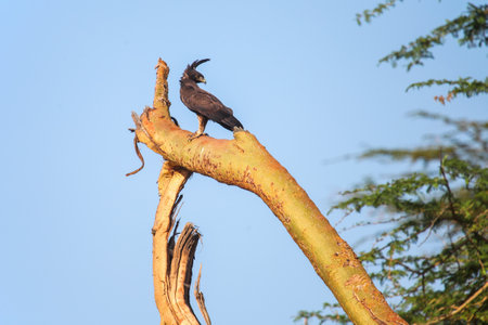 Long-crested eagle (Lophaetus occipitalis) sitting on the dry tree trunk in the Lake Nakuru National Park, Kenyaの写真素材