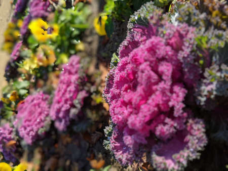 Close-up of decorative ornamental cabbage in the garden. Selective focus.の写真素材