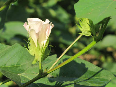 Cottonの写真素材