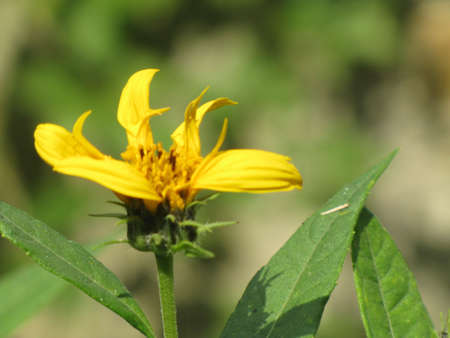 Ginger's flowerの写真素材