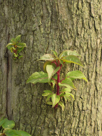 Sproutの写真素材