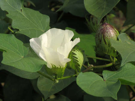 Cotton flowerの写真素材