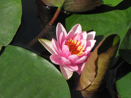 water lilyの写真素材