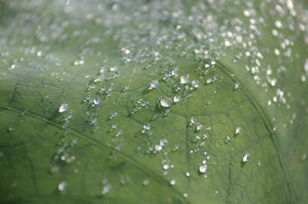 New lotus leaf with rainの写真素材