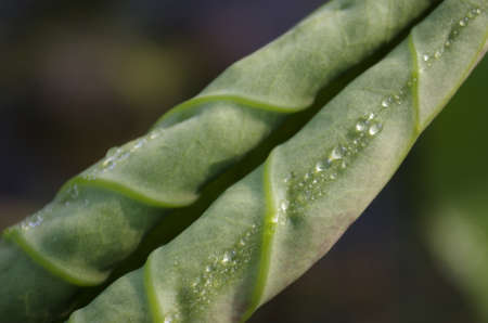 New lotus leaf with rainの写真素材