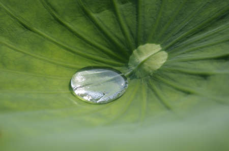 Drops of water on a lotus leaf rollの写真素材