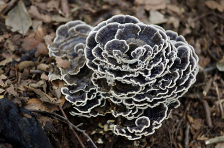 Wild Lingzhiの写真素材