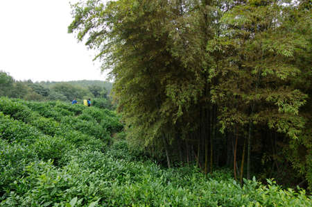 Bamboo and tea garden の写真素材