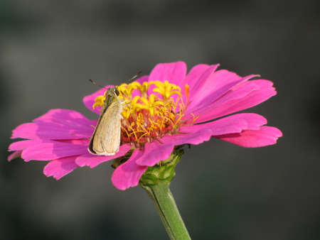 Red Gesang with insectsの写真素材