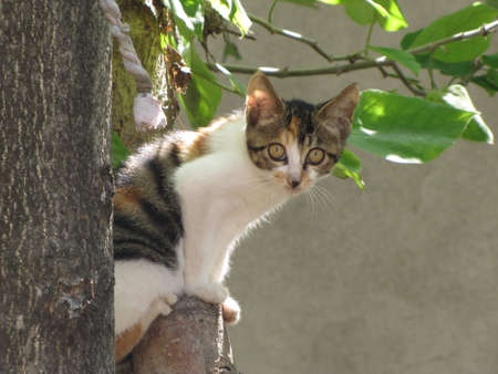 Cat sitting on the treeの写真素材