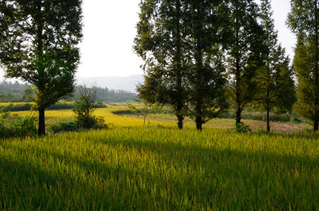 Paddy shadowsの写真素材