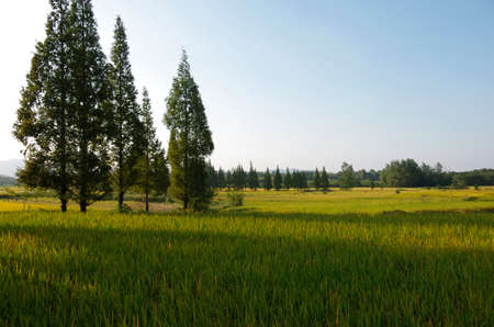 Paddy shadowsの写真素材