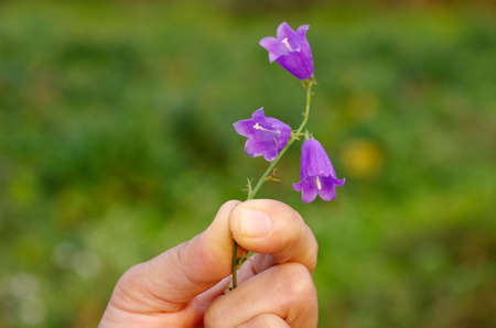hands holding wildflowersの写真素材