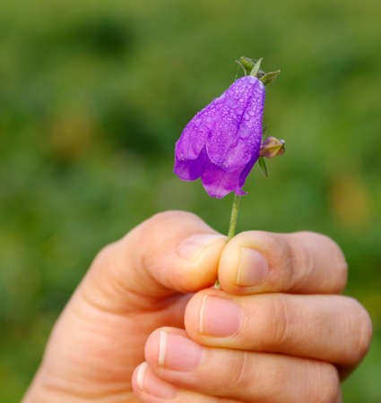 hands holding wildflowersの写真素材