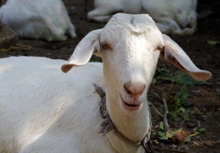 Goatの写真素材