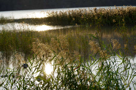 Reedsの写真素材