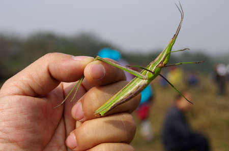 Holding a Grasshoppers の写真素材