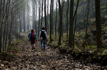 Poplar between walking outdoorsの写真素材