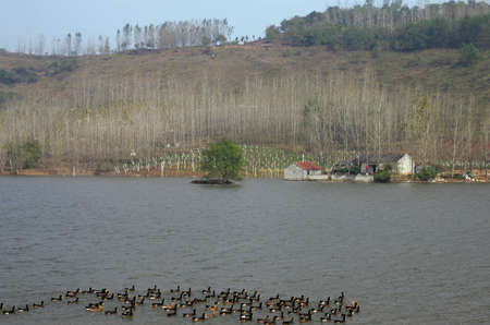 Reservoir ducksの写真素材