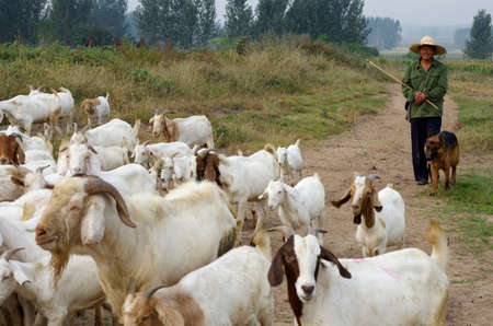 Shepherd and goats on the mountainのeditorial素材