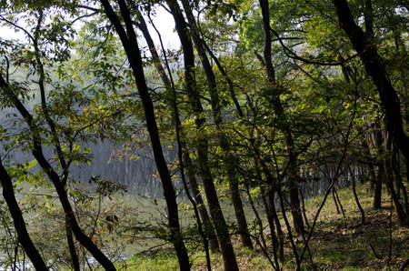 jungle under the sunny dayの写真素材