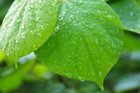 Water drops on a leafの写真素材