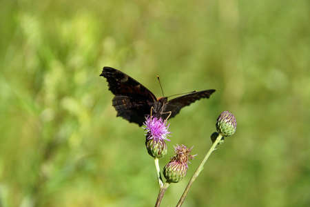 Butterflyの写真素材