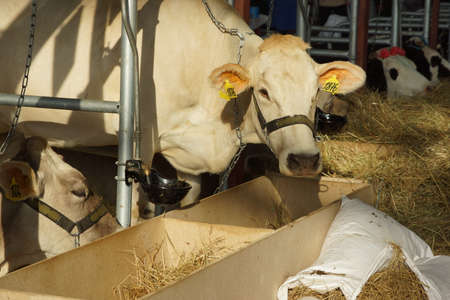 Thoroughbred cows in dairy and meat breeds in farmの写真素材