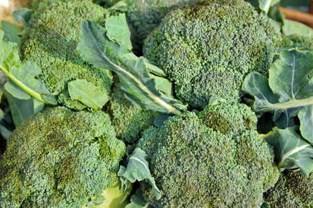 A lot of fresh cabbage of broccoli in a heap