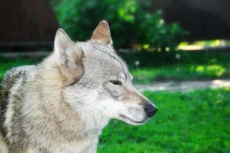 Face Portrait of wolf-dog with brown eyes. Background with space for text or image