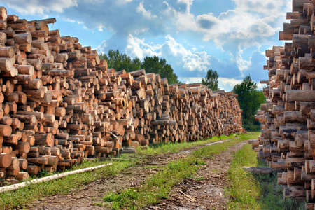 Woodpile of cut Lumber for forestry industry