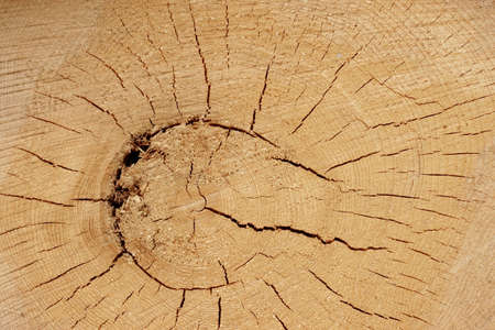 Old Tree Cross Section. Background and texture with space for text or image.