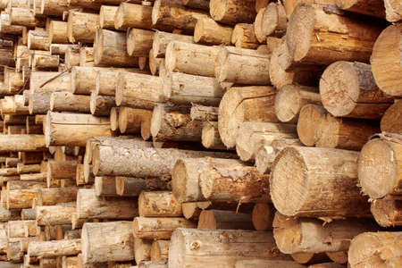 Woodpile of cut trees in the lumberyard. Background and texture with space for text or image.