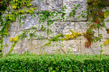 Stone Wall with Plantsの写真素材