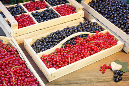 Black And Red Currants Berries Harvest In The Wood Crate And Red Curant Bush In The Summer Garden  Backgroundの写真素材