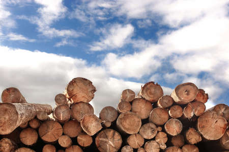 Woodpile Of Pine And Fir Tree Logs With Summer Blue Cloudy Sky On The Backgroundの写真素材