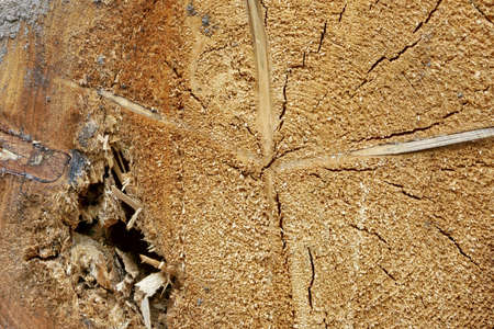 Close-up Of Old Pine Tree Rough Cross Section Background Texture With Many Growth Rings Circular Patternの写真素材