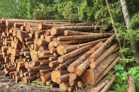 Landscape With Large Woodpile In The Summer Forest From Sawn Old Big Pine And  Spruce De-Barcked...