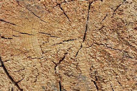 Close-up Of Old Pine Tree Rough Cross Section Background Texture With Many Growth Rings Circular Patternの写真素材