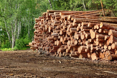Landscape With Large Woodpile In The Summer Forest From Sawn Old Big Pine And  Spruce De-Barcked...