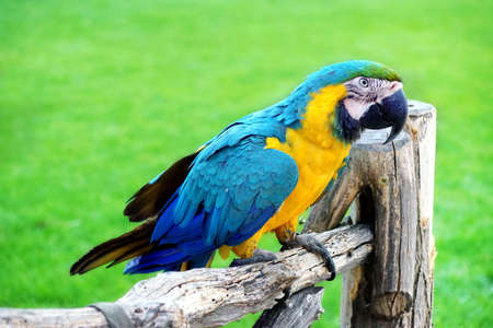 Blue And Yellow Macaw Or  Ara Ararauna  Parrot On The Wood Branch At Natureの写真素材