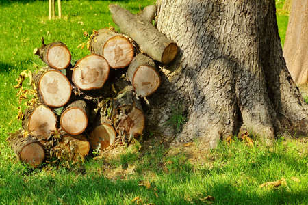 Woodpile Near Large Tree On The Park Lawn At Summertime