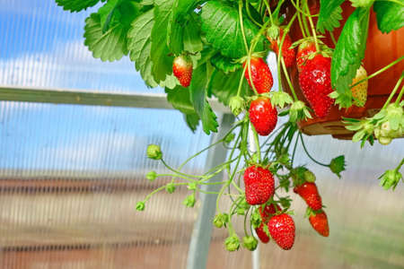 Potted Garden Ripe Strawberry With Many Berries Hanging In The Greenhouse, Closeup, HDRの写真素材