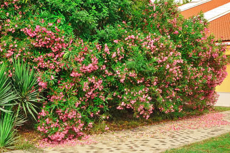 A Pedestrian Tiled Road Or Footpath At The Front Or Back Yard Along A Flowering Shrubs In An Exotic...